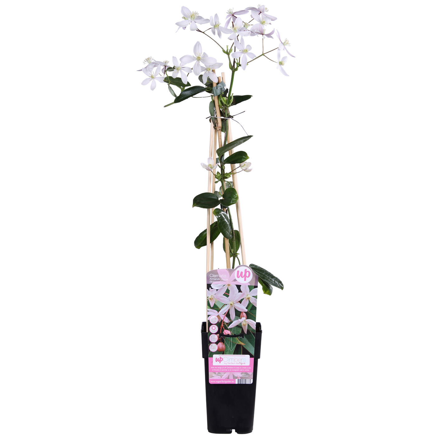 Bosrank - Clematis armandii Apple Blossom - Ø15cm - ↕65cm