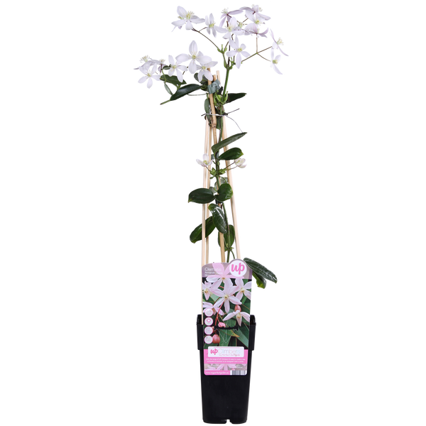 Bosrank - Clematis armandii Apple Blossom - Ø15cm - ↕65cm