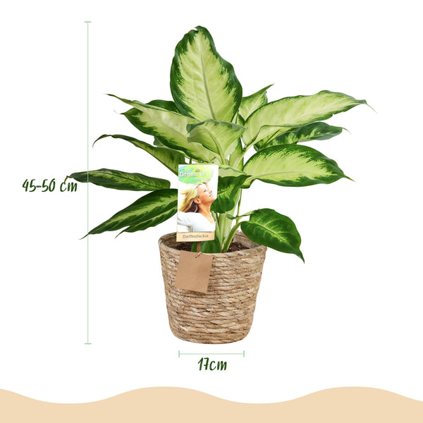 Dieffenbachia - Dieffenbachia Camilla - Ø17cm - ↕45-50cm
