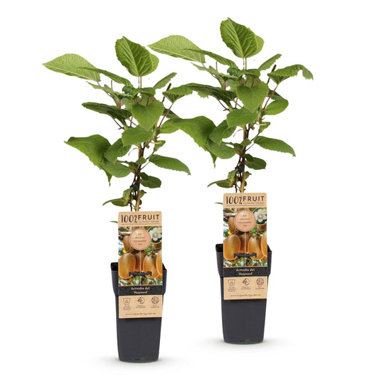 Kiwiplant - Actinidia deliciosa Hayward - Ø15cm - ↕50cm