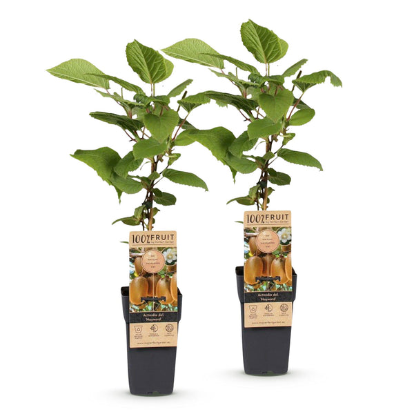 Kiwiplant - Actinidia deliciosa Hayward - Ø15cm - ↕50cm