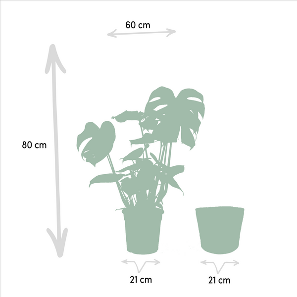 Gatenplant - Monstera deliciosa - incl. Mand Selin - Ø21cm - ↕80cm