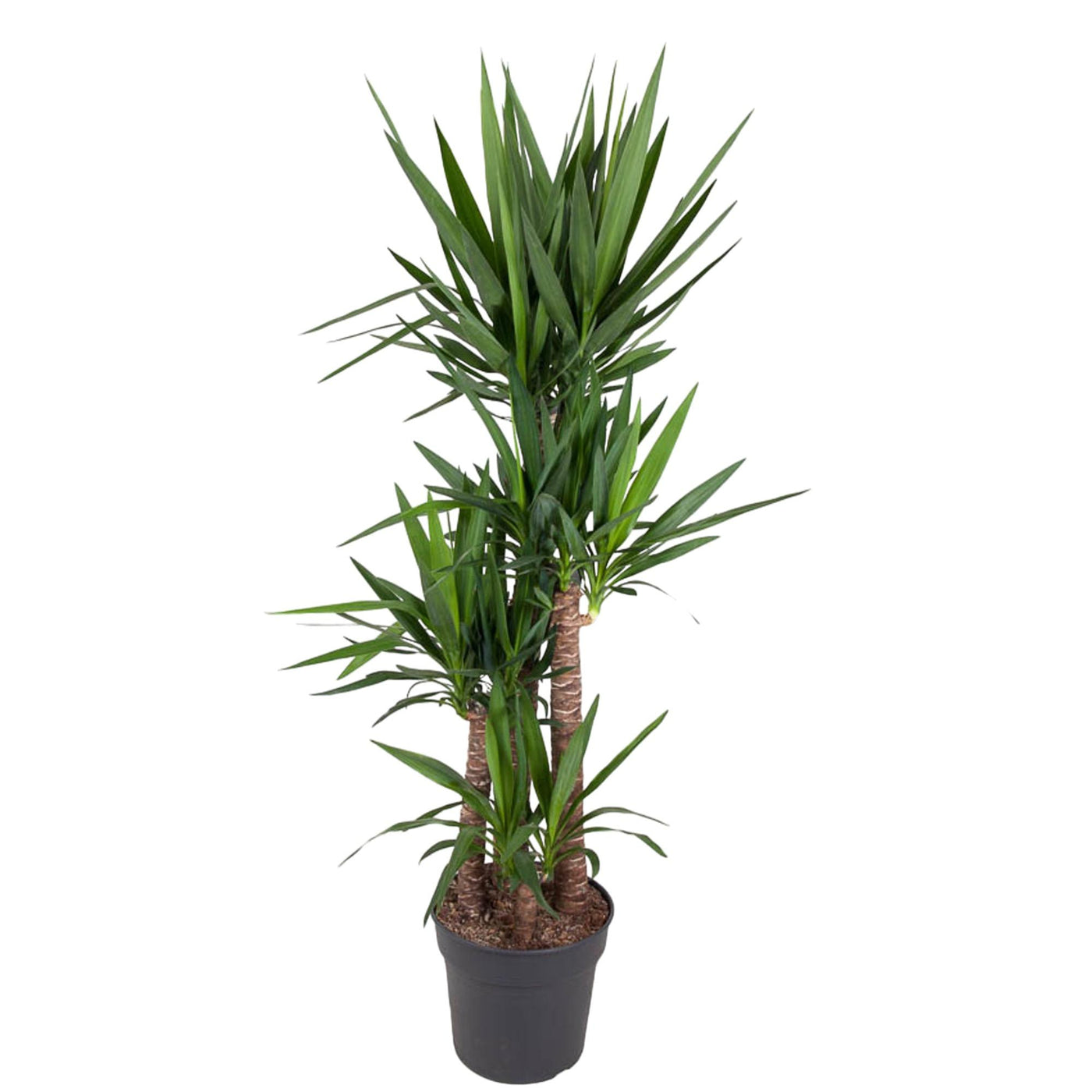Palmlelie - Yucca Elephantipe - ↕180cm