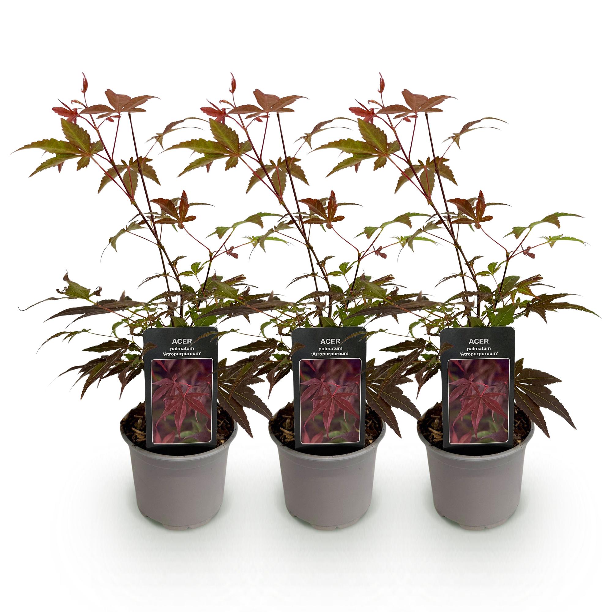 Japanse Esdoorn - Acer palmatum Atropurpureum - paars - Ø12cm - ↕35cm