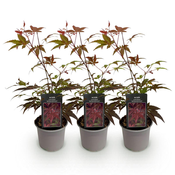 Japanse Esdoorn - Acer palmatum Atropurpureum - paars - Ø12cm - ↕35cm