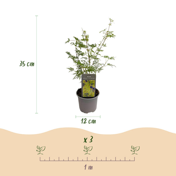 Japanse Esdoorn - Acer palmatum Emerald Lace - Ø12cm - ↕35cm