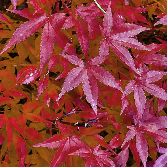 Japanse Esdoorn - Acer palmatum Pink Dwarf - Roze - Ø19cm - ↕70cm