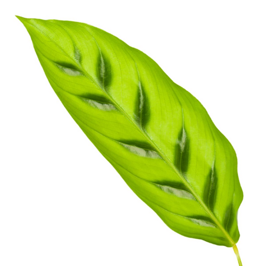 Calathea Leopardina - Ø12cm - ↕35cm