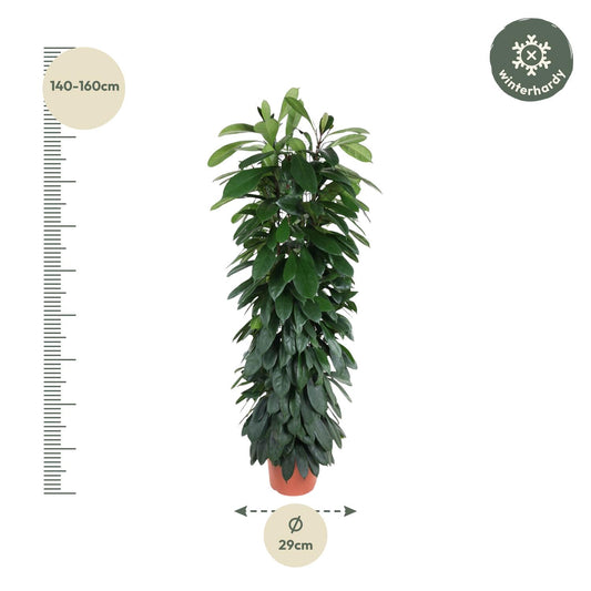 Vijgenboom - Ficus cyathistipula zuil - Ø29cm - ↕150cm