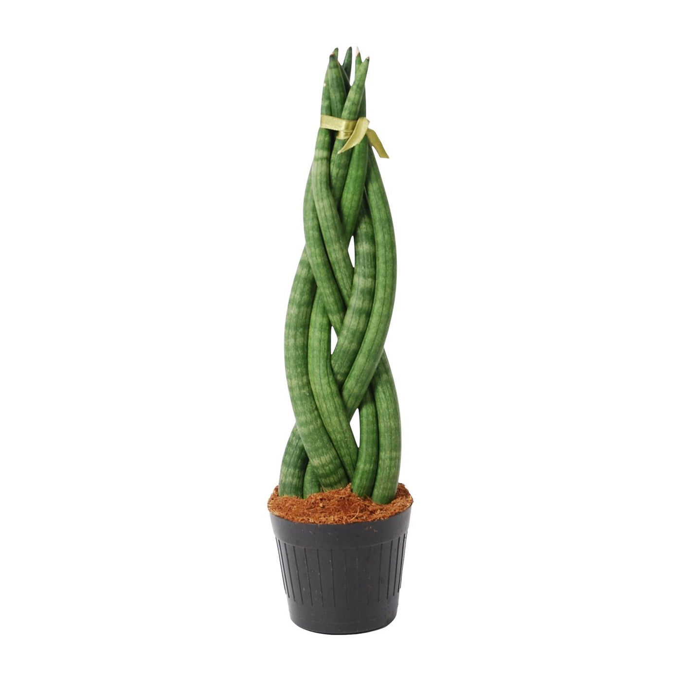 Vrouwentong - Sansevieria cylindrica 'Twist' - Ø10,5cm - ↕40cm