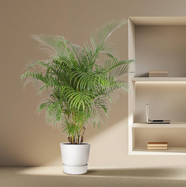 Arecapalm - Dypsis lutescens - Ø40cm - ↕200cm