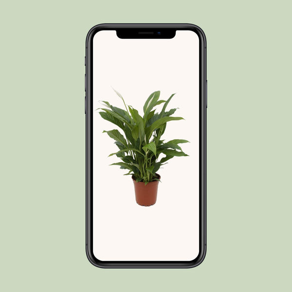 Lepelbloem - Spathiphyllum Torelli - Ø17cm - ↕65cm