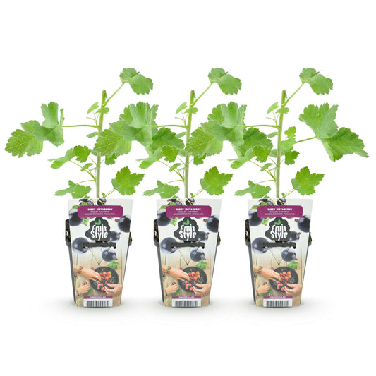 Jostabes - Ribes Jostabes - Ø9cm