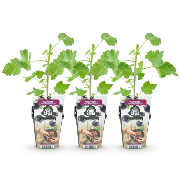 Jostabes - Ribes Jostabes - Ø9cm