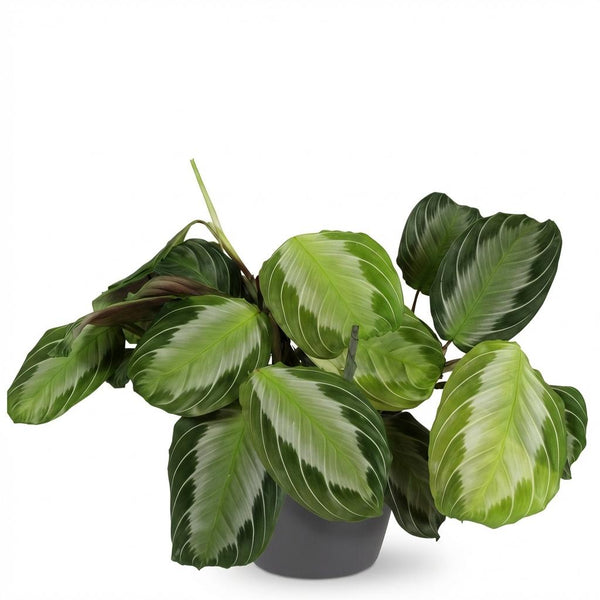 Gebedsplant - Maranta Fascinator Silverband - Ø12cm - ↕25cm