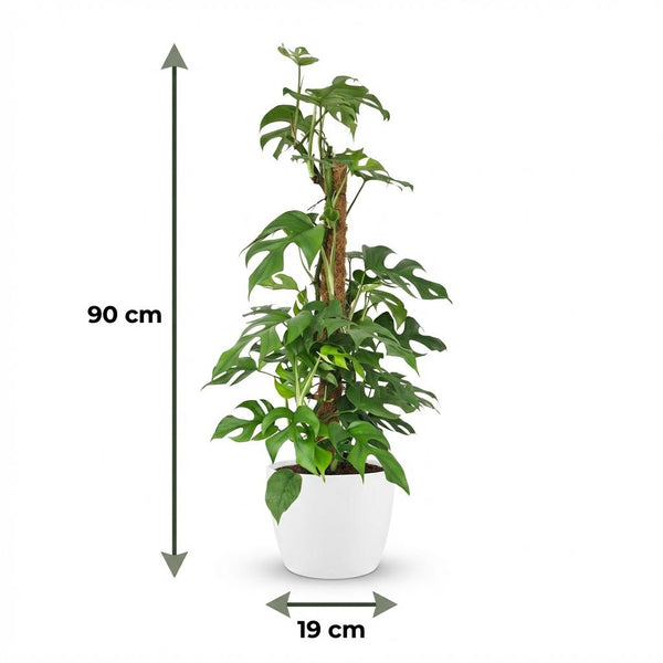 Mini Gatenplant - Monstera Minima Mosstok - Ø19cm - ↕90cm