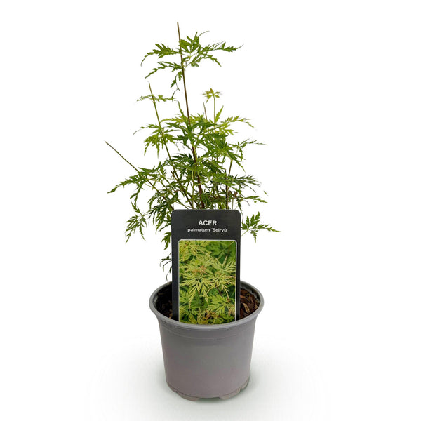 Japanse Esdoorn - Acer palmatum Seiryu - Ø12cm - ↕35cm