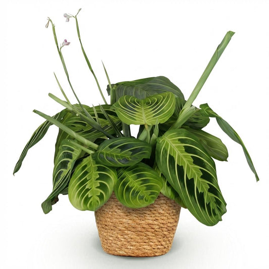 Gebedsplant - Maranta Fascinator Lemon Lime - Ø12cm - ↕25cm