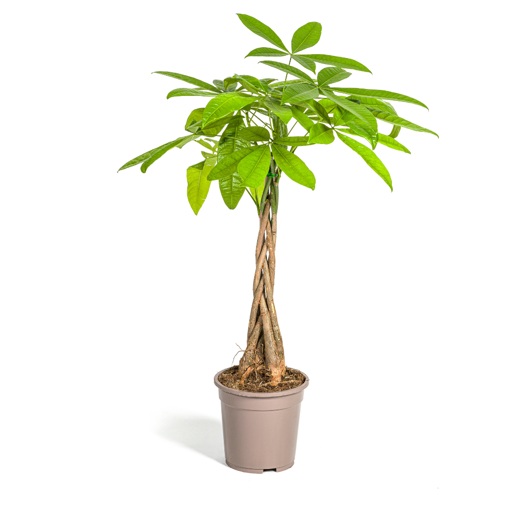 Geldboom - Pachira aquatica - Ø19cm - ↕80cm