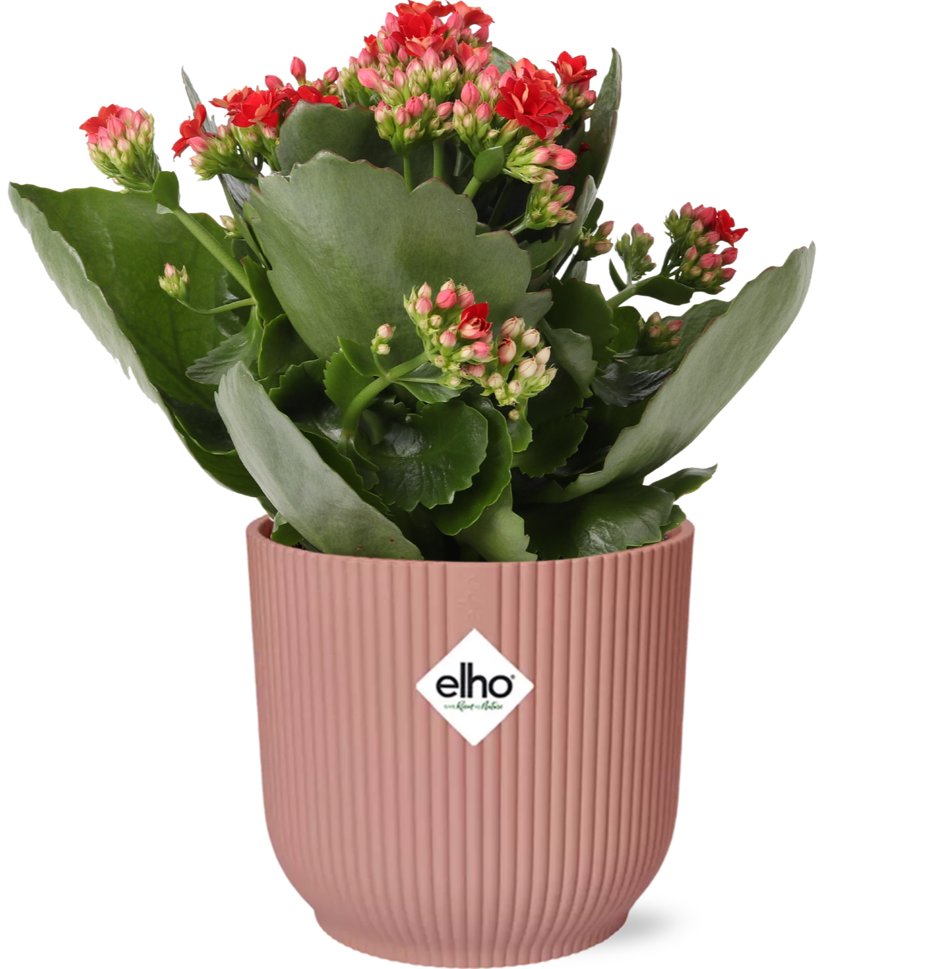 Kalanchoe - Kalanchoe Rosalina Don Justino Rood + ELHO Vibes Fold - roze - ↕14cm