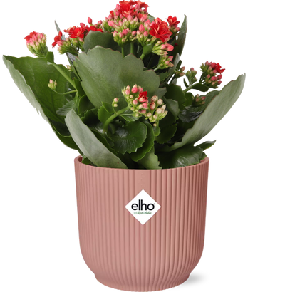 Kalanchoe - Kalanchoe Rosalina Don Justino Rood + ELHO Vibes Fold - roze - ↕14cm