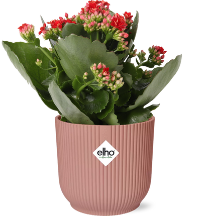 Kalanchoe - Kalanchoe Rosalina Don Justino Rood + ELHO Vibes Fold - roze - ↕14cm