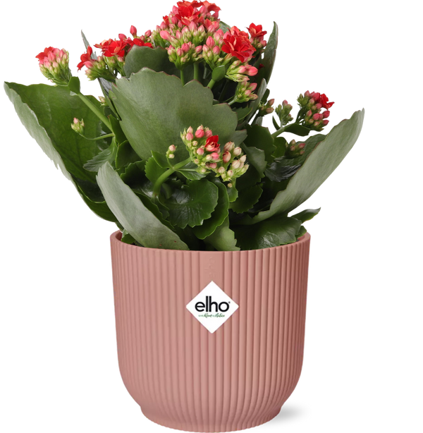 Kalanchoe - Kalanchoe Rosalina Don Justino Rood + ELHO Vibes Fold - roze - ↕14cm