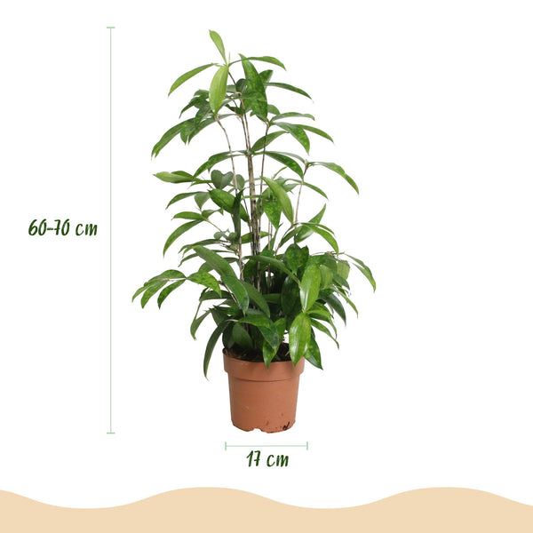 Drakenbloedboom - Dracaena surculosa - Ø17cm - ↕60-70cm