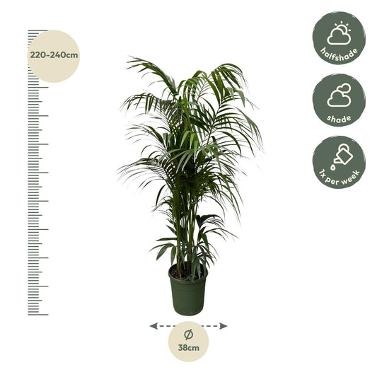 Kentiapalm - Kentia palm - Ø38cm - ↕220cm