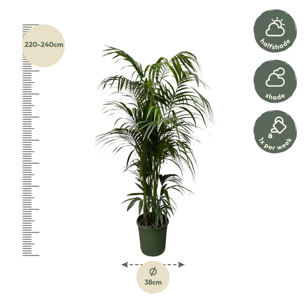 Kentiapalm - Kentia palm - Ø38cm - ↕220cm