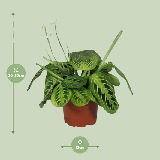 Zebraplant - Maranta Leuconeura Fascinator Lemon Lime - Ø12cm - ↕30cm