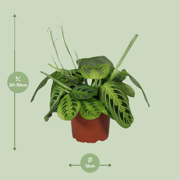 Zebraplant - Maranta Leuconeura Fascinator Lemon Lime - Ø12cm - ↕30cm