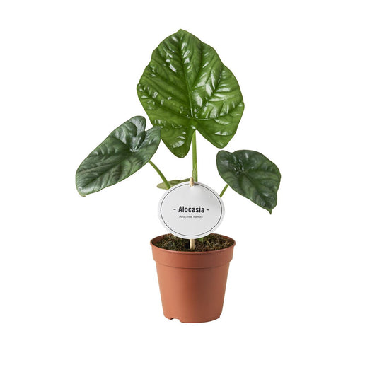 Olifantsoor - Alocasia Lukiwan - Ø12cm - ↕20cm