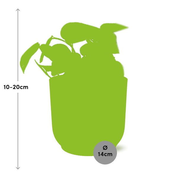 Satijnpothos - Scindapsus pictus 'Trebie' - incl. Elho Vibes Fold Roze - ↕14cm
