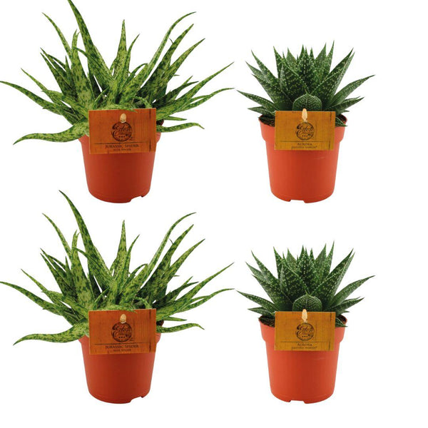2x Aloe Spider - ↕10cm