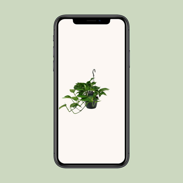 Satijnpothos - Scindapsus pictus - Ø15cm - ↕45cm