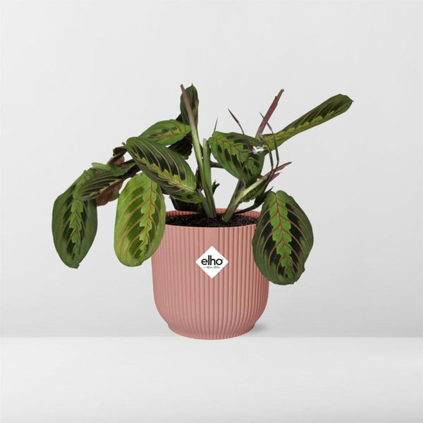 Zebraplant - Maranta Leuconeura ‘Fascinator’ Tricolor - incl. Elho Vibes Fold Roze - ↕14cm