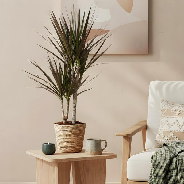 Drakenbloedboom - Dracaena Magenta - Ø17cm - ↕70-80cm