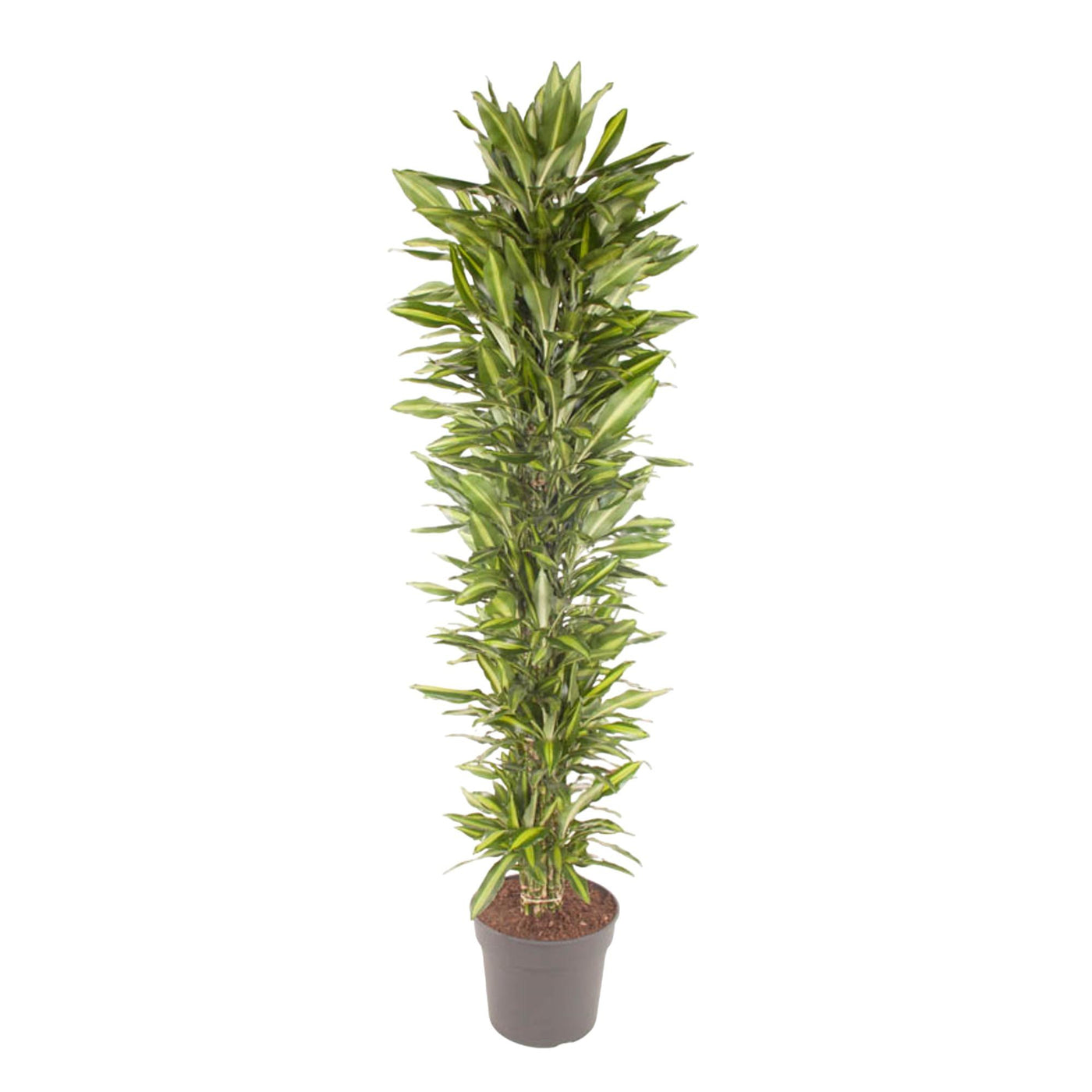 Drakenbloedboom - Dracaena Cintho - ↕210cm
