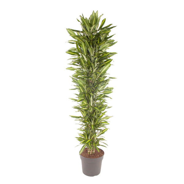 Drakenbloedboom - Dracaena Cintho - ↕210cm