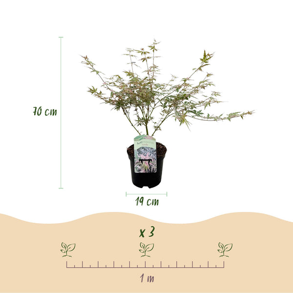 Japanse Esdoorn - Acer palmatum Iyoshi - Roze - Ø19cm - ↕70cm
