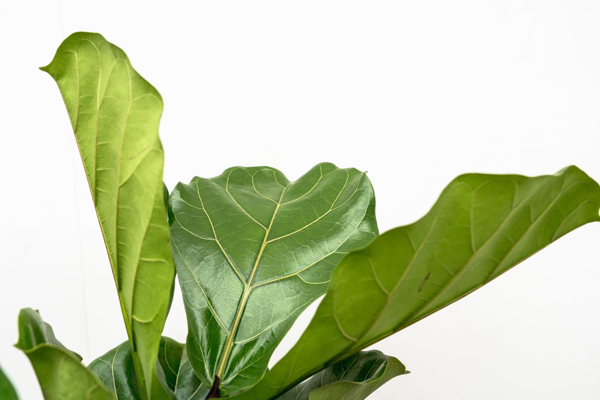 Vioolbladplant - Ficus lyrata vertakt - Ø34cm - ↕170cm