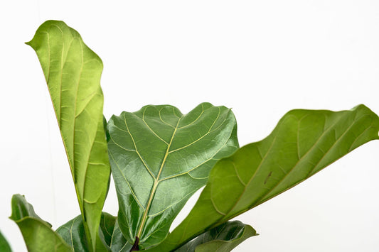Vioolbladplant - Ficus lyrata vertakt - Ø34cm - ↕170cm