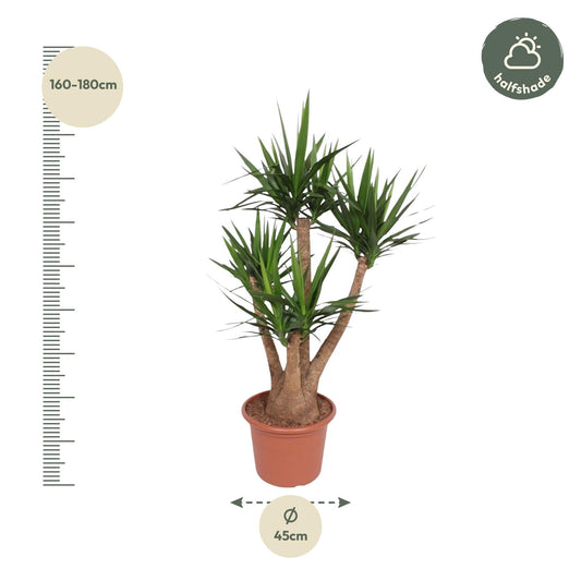 Palmlelie - Yucca elephantipes vertakt - Ø45cm - ↕170cm