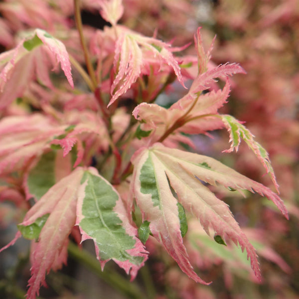 Japanse Esdoorn - Acer palmatum Iyoshi - Roze - Ø19cm - ↕70cm