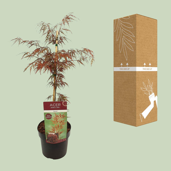 Japanse Esdoorn - Acer palmatum - Ø19cm - ↕40cm