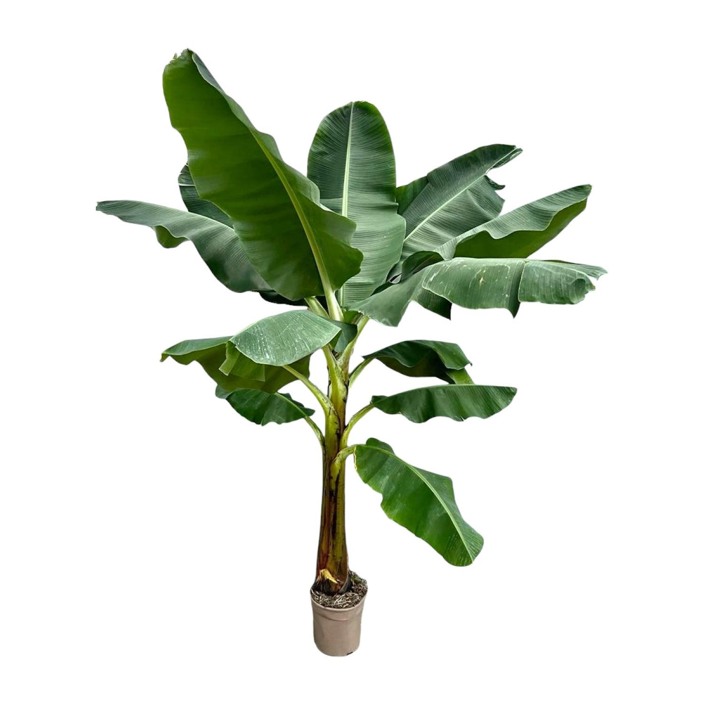 Bananenplant - Musa - ↕250cm