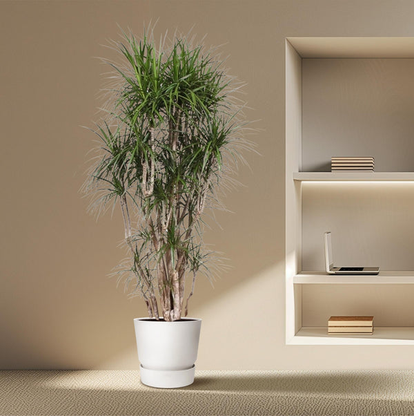 Drakenbloedboom - Dracaena marginata vertakt - Ø40cm - ↕220cm