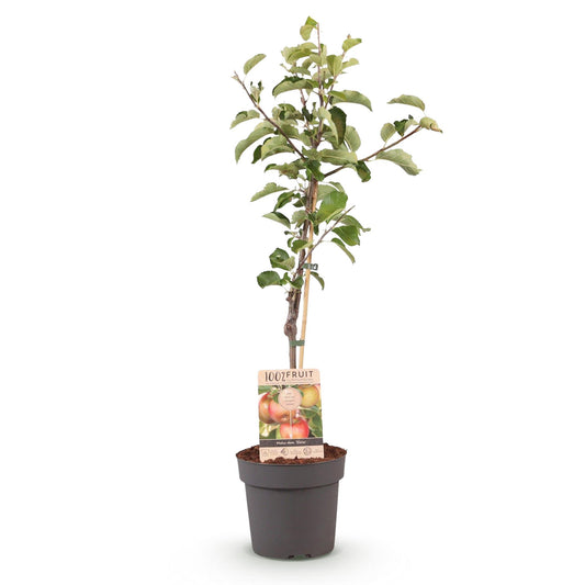 Appelboom - Malus domestica 'Elstar' - Ø21cm - ↕90cm