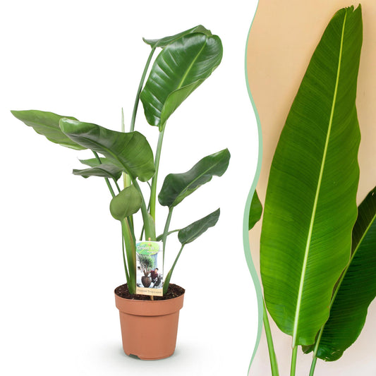 Witte paradijsvogelplant - Strelitzia nicolai - Ø17cm - ↕70-90cm